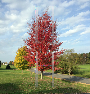 Picture of Acer x freemanii 'Jeffersred (Autumn Blaze)'