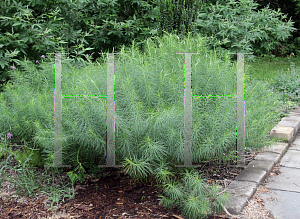 Picture of Amsonia hubrichtii 