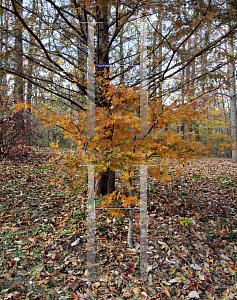 Picture of Acer palmatum (Matsumurae Group) 'Kinran'