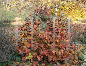 Picture of Fothergilla gardenii 'Blue Shadow'