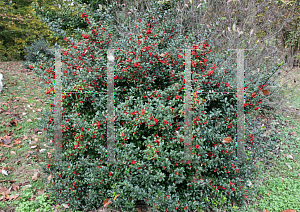 Picture of Ilex x meserveae 'Blue Princess'