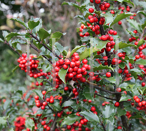 Picture of Ilex x meserveae 'Blue Princess'