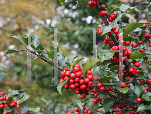 Picture of Ilex x meserveae 'Blue Princess'