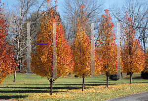 Picture of Pyrus calleryana 'Chanticleer'