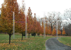 Picture of Pyrus calleryana 'Chanticleer'