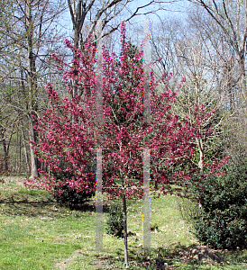 Picture of Malus x 'Prairifire'