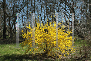 Picture of Forsythia x intermedia 