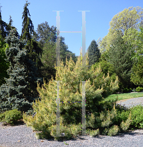 Picture of Pinus sylvestris 'Gold Coin'