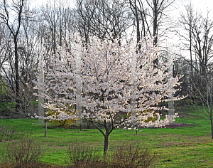 Picture of Prunus x yedoensis 