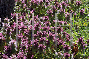 Picture of Lamium amplexicaule 