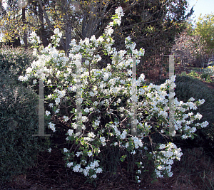 Picture of Exochorda serratifolia 