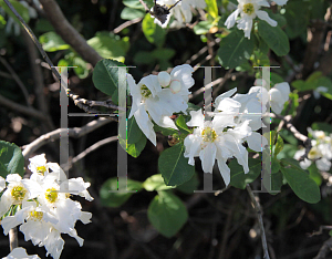 Picture of Exochorda serratifolia 