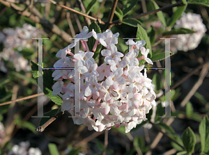 Picture of Viburnum carlesii 