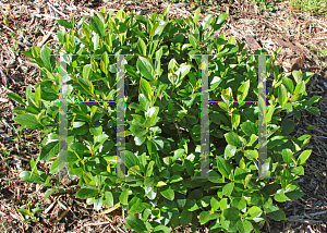 Picture of Aronia melanocarpa 'UCONNAM165 (Low Scape Mound)'