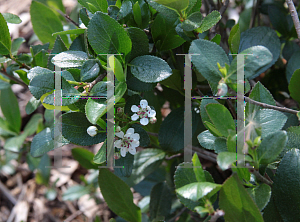 Picture of Aronia melanocarpa 'UCONNAM165 (Low Scape Mound)'