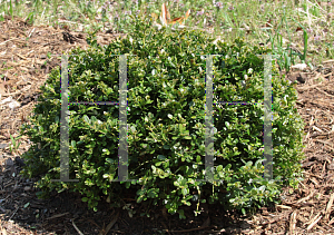 Picture of Buxus microphylla var. japonica 'Morris Midget'