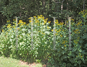 Picture of Verbesina alternifolia 