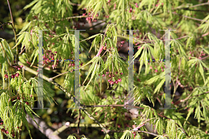 Picture of Acer palmatum (Dissectum Group) 'Viridis'