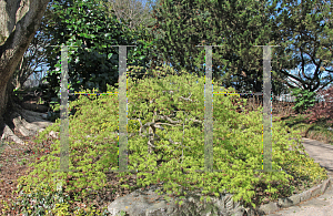 Picture of Acer palmatum (Dissectum Group) 'Viridis'