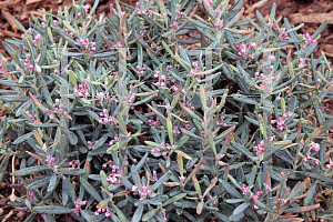 Picture of Andromeda polifolia 'Blue Ice'