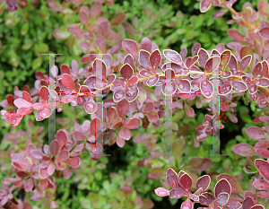 Picture of Berberis thunbergii 'Red Carpet'