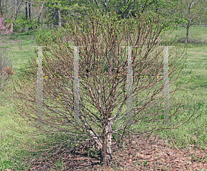 Picture of Betula nigra 'Little King (Fox Valley)'