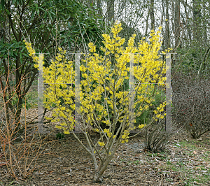 Picture of Hamamelis x intermedia 'Arnold's Promise'