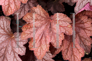 Picture of Heuchera x villosa 'Carnival Watermelon'