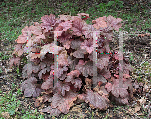 Picture of Heuchera x villosa 'Carnival Watermelon'