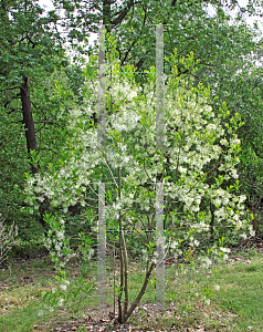 Picture of Chionanthus virginicus 