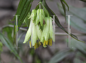 Picture of Disporum cantoniense 'Night Heron'