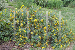 Picture of Hypericum  'Blue Velvet'