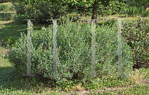 Picture of Hypericum  'Blue Velvet'