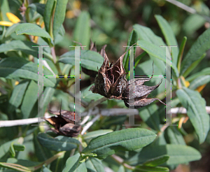 Picture of Hypericum densiflorum 