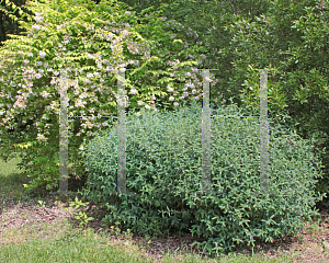 Picture of Hypericum densiflorum 