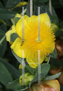 Picture of Hypericum densiflorum 