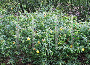 Picture of Hypericum densiflorum 