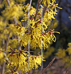 Picture of Hamamelis x intermedia 'Arnold's Promise'