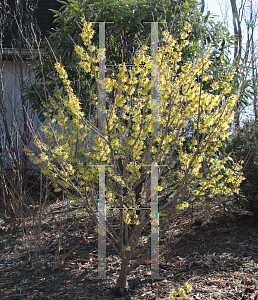 Picture of Hamamelis x intermedia 'Arnold's Promise'