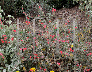 Picture of Sphaeralcea ambigua 