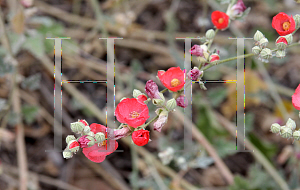 Picture of Sphaeralcea ambigua 