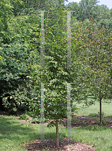 Picture of Stewartia pseudocamellia 