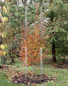 Picture of Stewartia pseudocamellia 