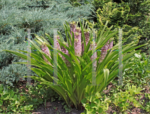 Picture of Eucomis comosa 'Reuben'