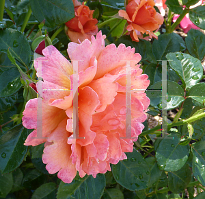 Picture of Rosa  'HARpageant (Easy Does It)'