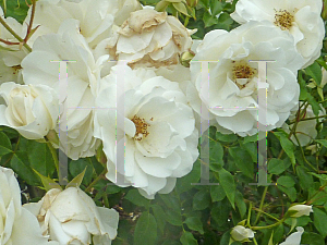 Picture of Rosa  'Iceberg'