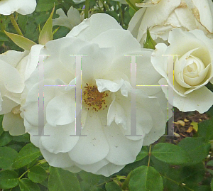 Picture of Rosa  'Iceberg'