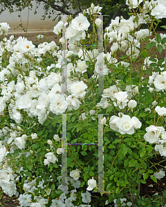 Picture of Rosa  'Iceberg'