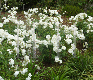 Picture of Rosa  'Iceberg'