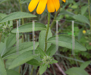 Picture of Rudbeckia hirta 